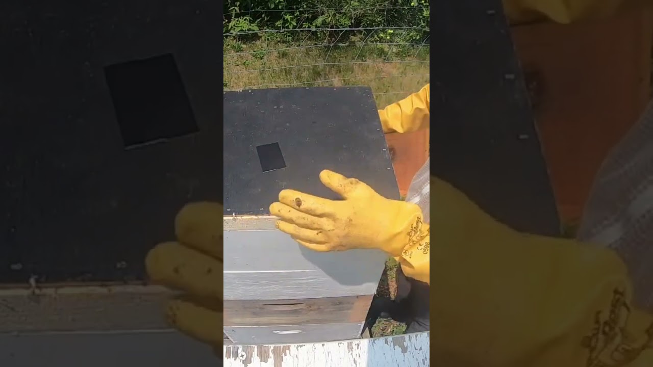 Clearing Supers With Honey B Gone #beekeeping #honeyextraction #honeybgone