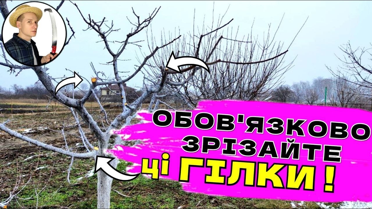 ЗРІЗАЙТЕ ЦЕ ! Як Обрізати Молодий Абрикос Для Захисту Від Моніліоза Та Великого Врожаю