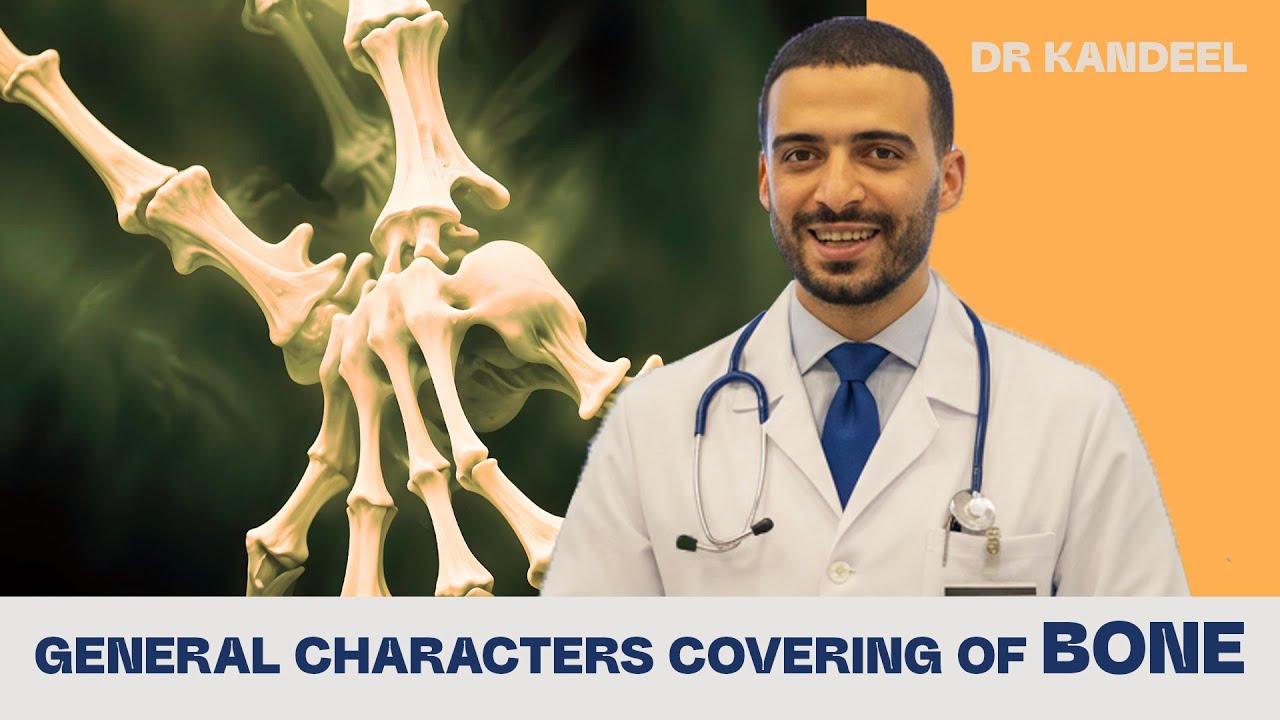 General characters covering of bone | Histology | Dr Kandeel 2025 طب بشري