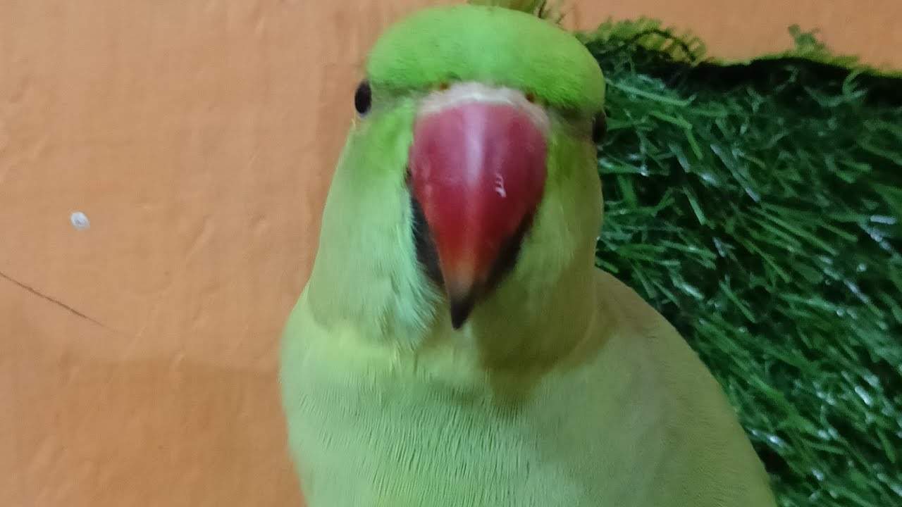 Dimpal Yadav 10.M views  is live ringneck parrot live stream 🦜🦜
