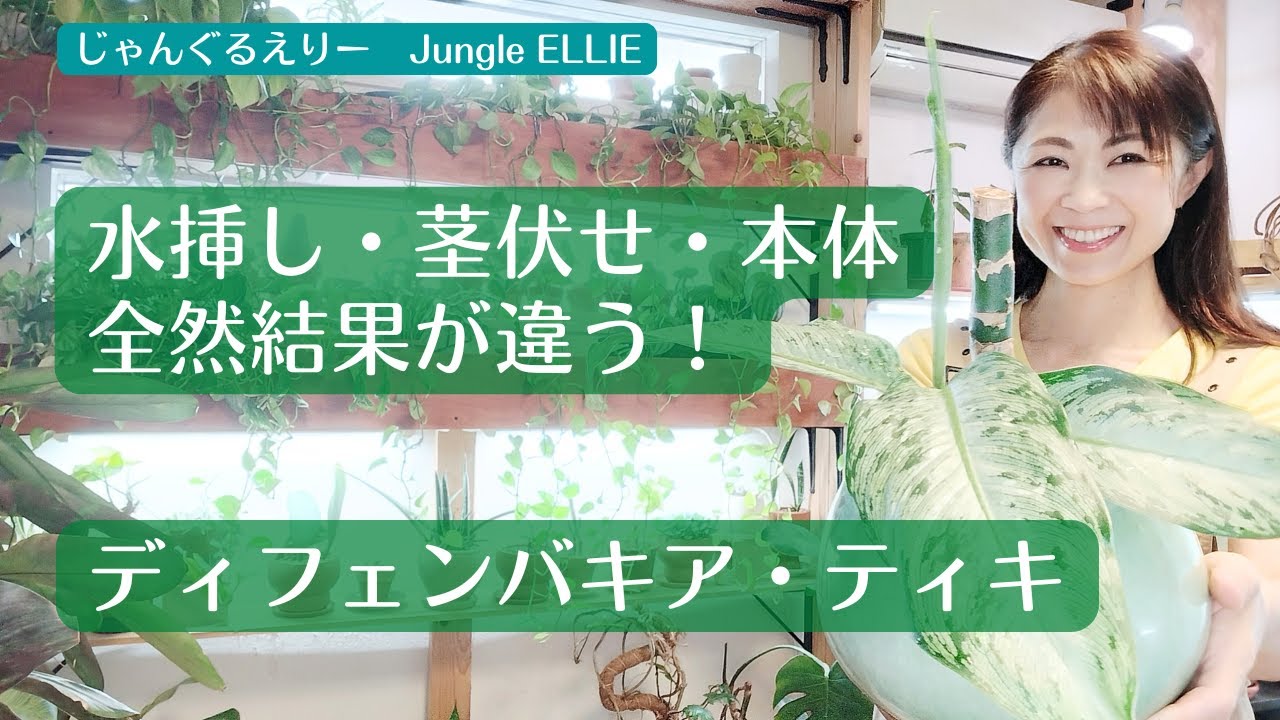 【解体1か月後レポ】ディフェンバキア・ティキ剪定、水挿し、茎伏せに。その後の驚きの変化と植替え実践、剪定後の水差しする時の面白い情報もあります！　[観葉植物]ー　Ep.170