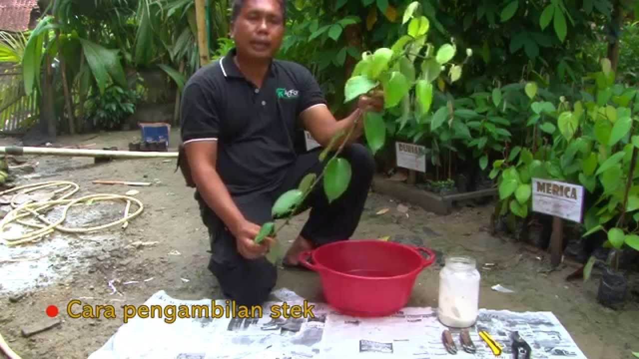 AgFor:Pembibitan Lada