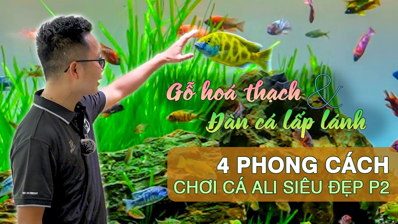 Thăm hồ BIOTOPE với dòng cá ALI Cichlidae BƠI ĐÀN và QUẤN CHỦ như cún |Tham quan 4 hồ cá Ali đẹp. P2