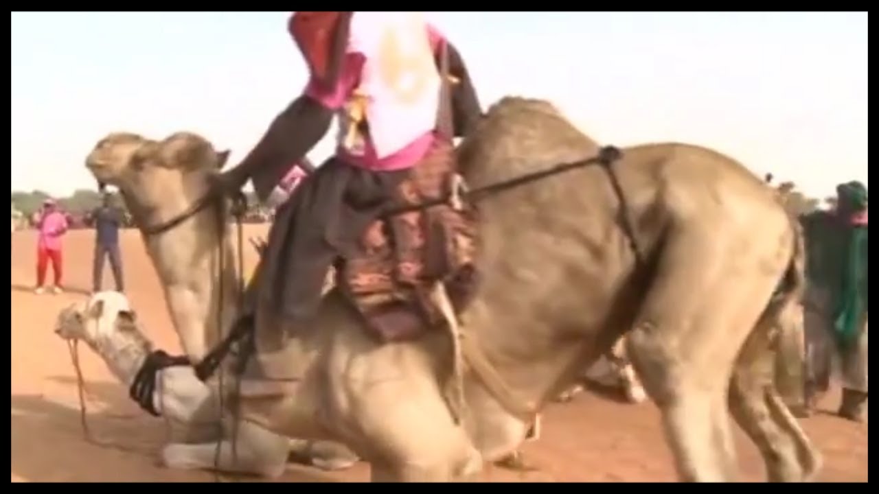 FESTICHAM: FESTIVAL DES CHAMEAUX A GOROM GOROME AU  BURKINA