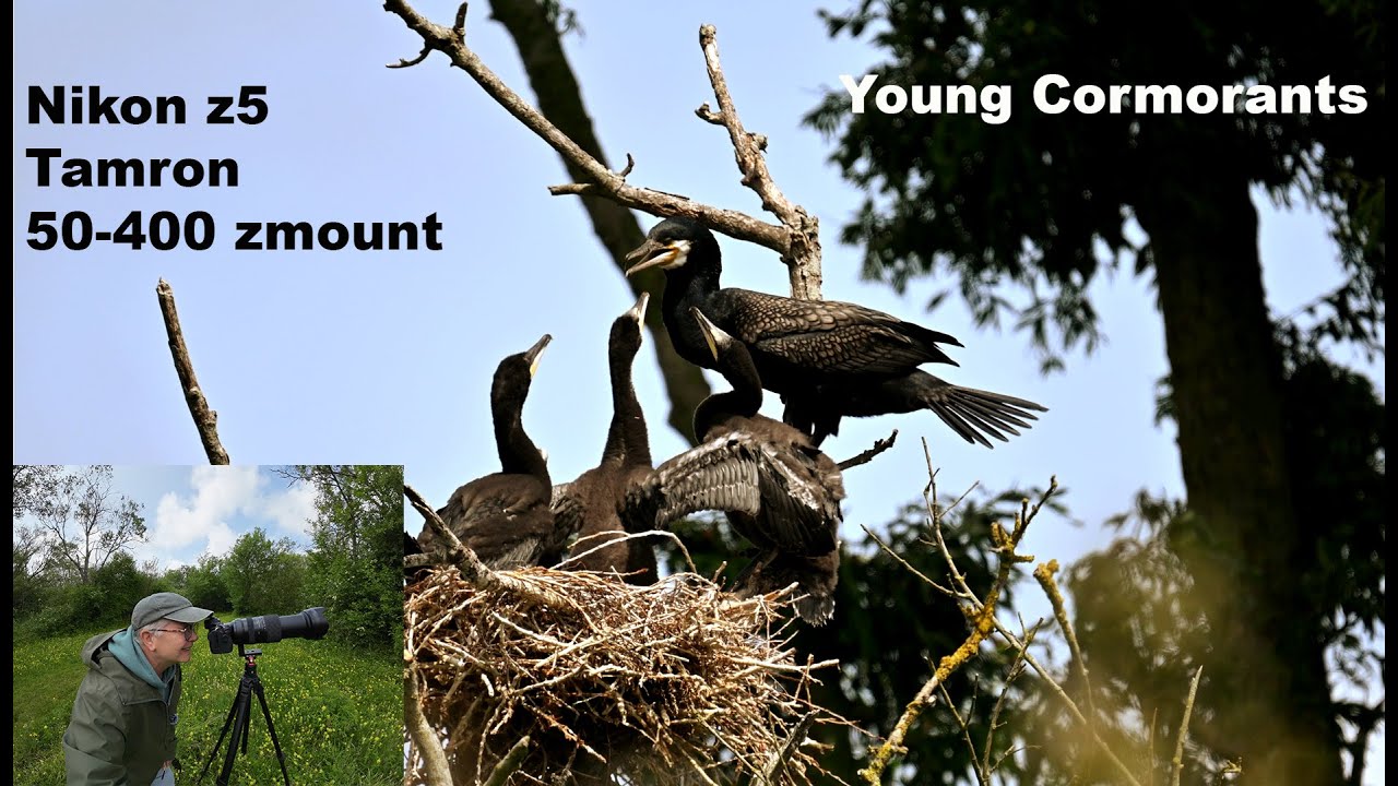 Young cormorants filmed with Nikon Z5 and Tamron 50-400mm F/4.5-6.3 Di lll VC VXD