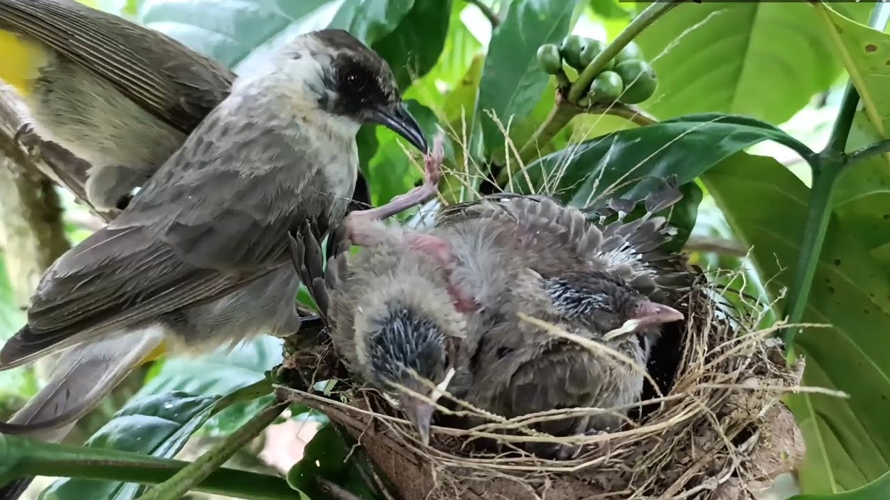 Yellow Ant Attacks Bird's Nest - Baby Bird Is Attacked By Yellow Ants