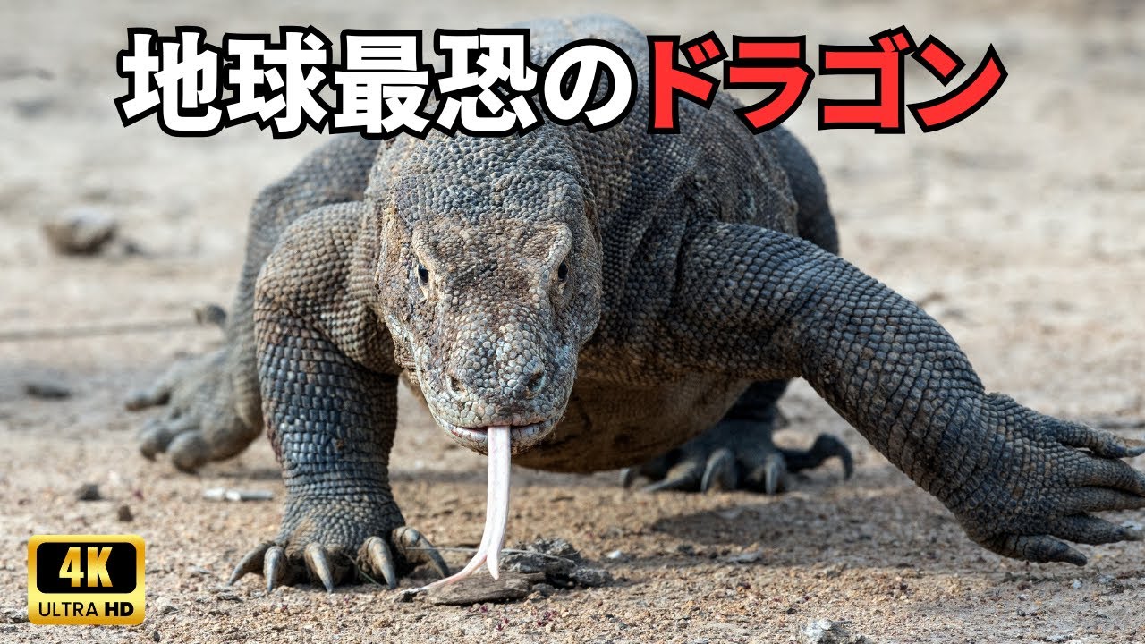 野生のインドネシア | インドネシアの驚異的な野生世界