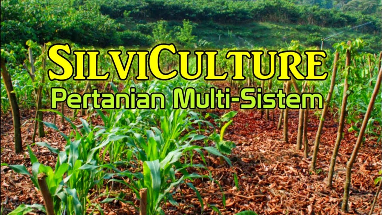 Agro-silvi-kultural,pertanian multi sistem dalam 1 kawasan