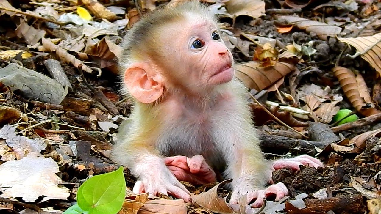 Very sad to see baby Lynx looking to the god why mom Luna left and careless on her