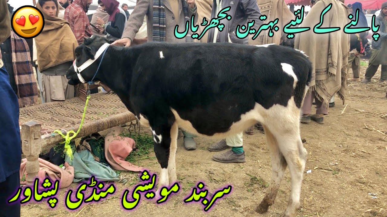 Maweshi Mandi Sarband Peshawar Mein Fresien and Jersey Female Bachriyan | 2024 Updates|Khyber Social