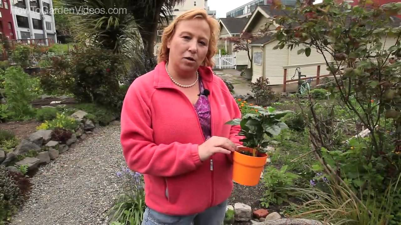 Growing Coffee - Learn about Growing Coffee