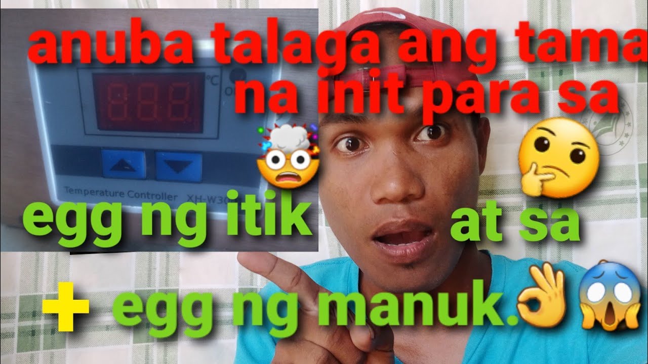 ANU ANG TAMANG INIT  NG INCUBATOR. para sa egg ng itik at sa egg ng manuk.what?🤔