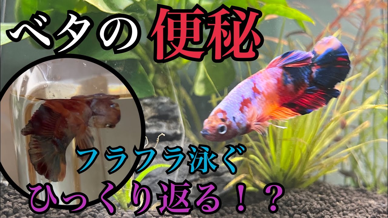ベタの便秘？浮袋障害、隔離・絶食・塩浴から本水槽へ