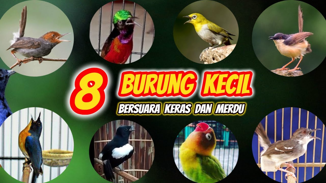 8 Jenis Burung Kecil Bersuara Keras dan Merdu Banyak Dicari