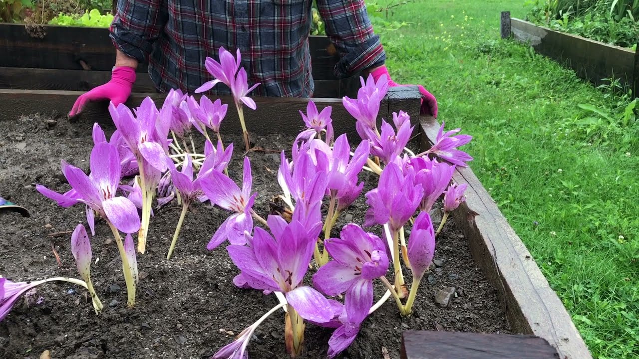 FALL BLOOMING BULBS - The Giant Pink Autumn Crocus