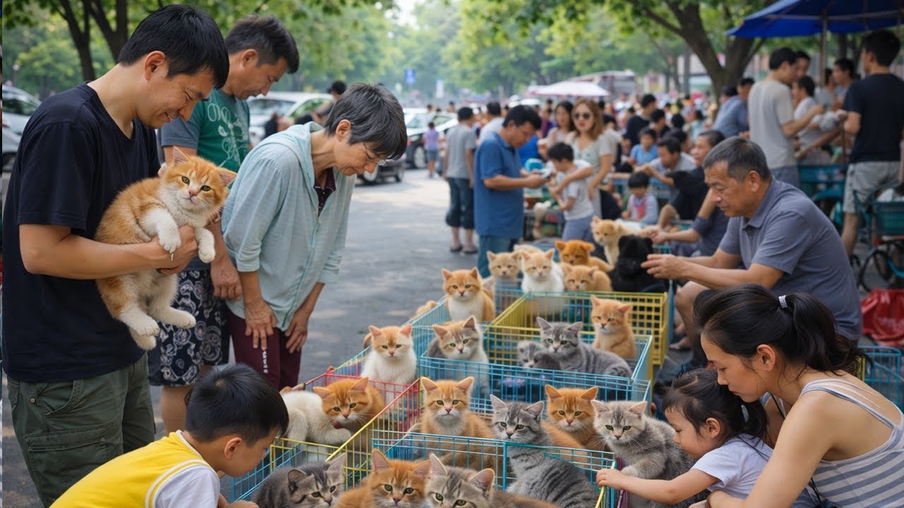 POV Pet Market Walk | Real-Time Kitten Viewing | Intense Noise Environment