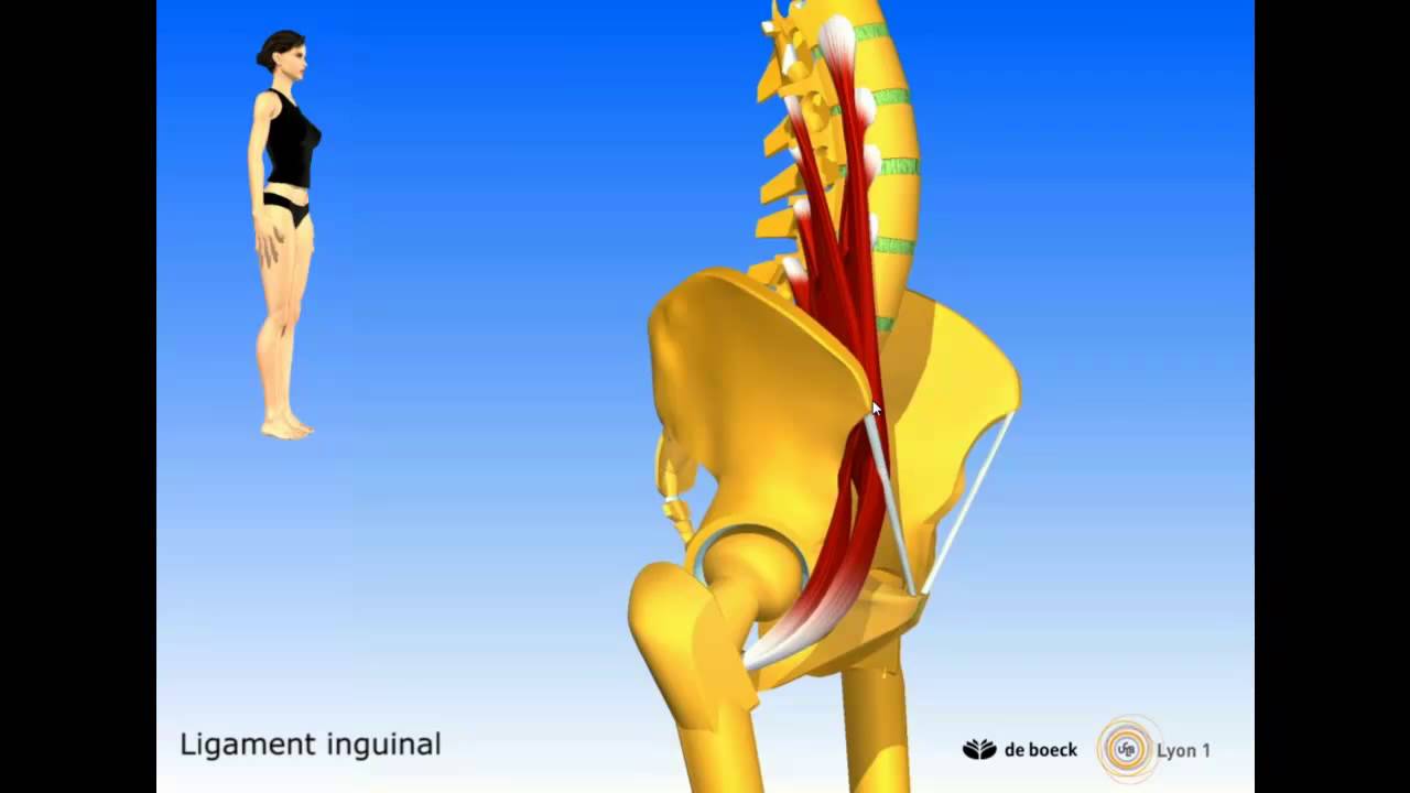 Vidéo sonorisée L'ilio-psoas