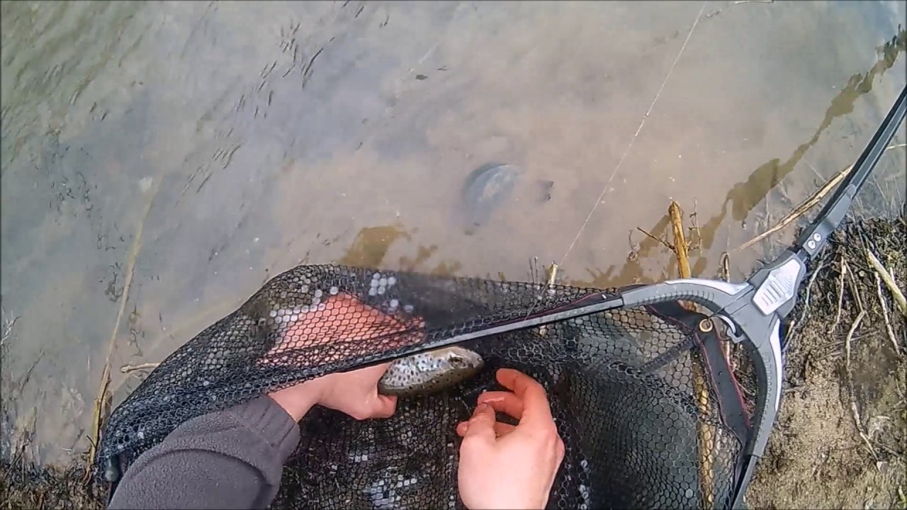 truite sauvage sur l'AA