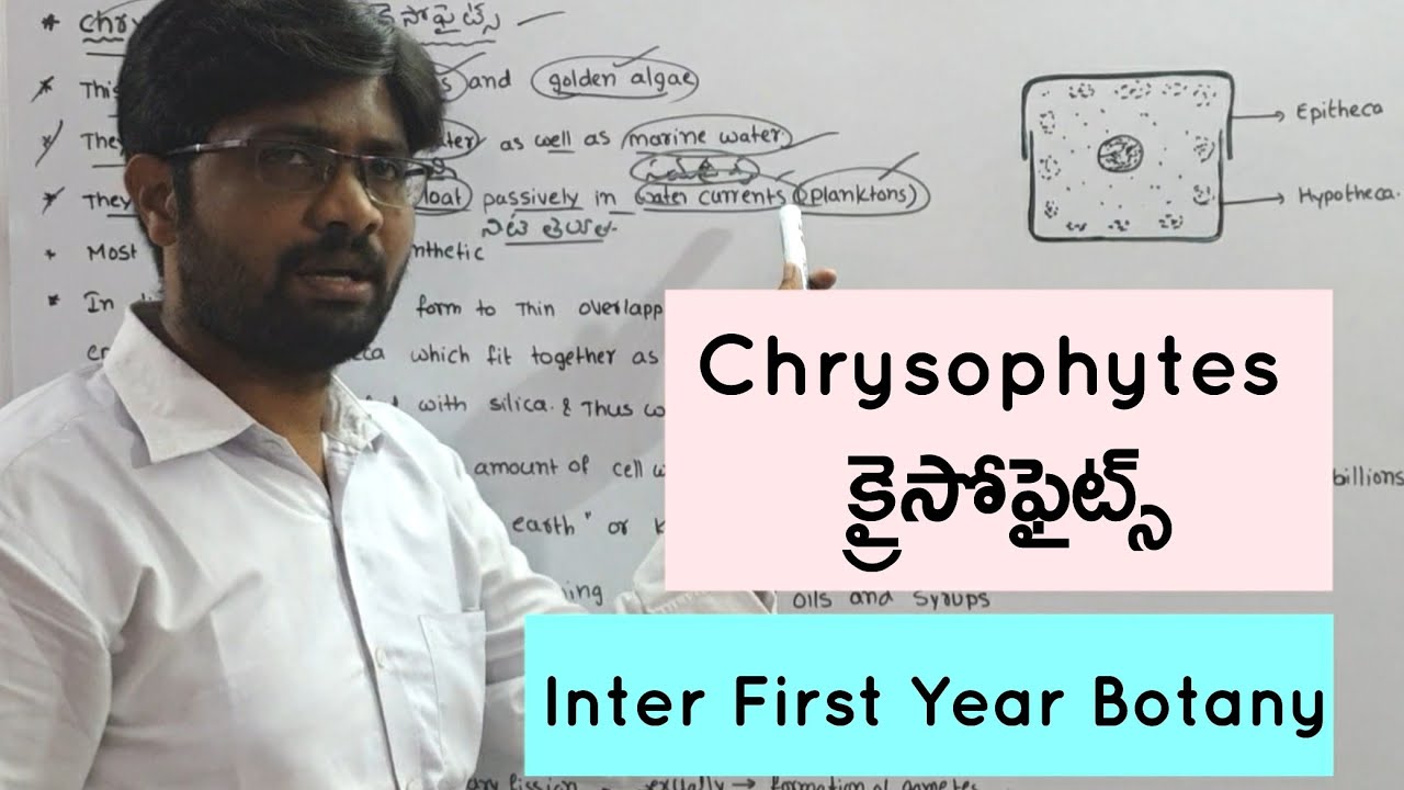 Chrysophytes | క్రైసోఫైట్స్ | Inter First Year Botany | 4 Marks Questions