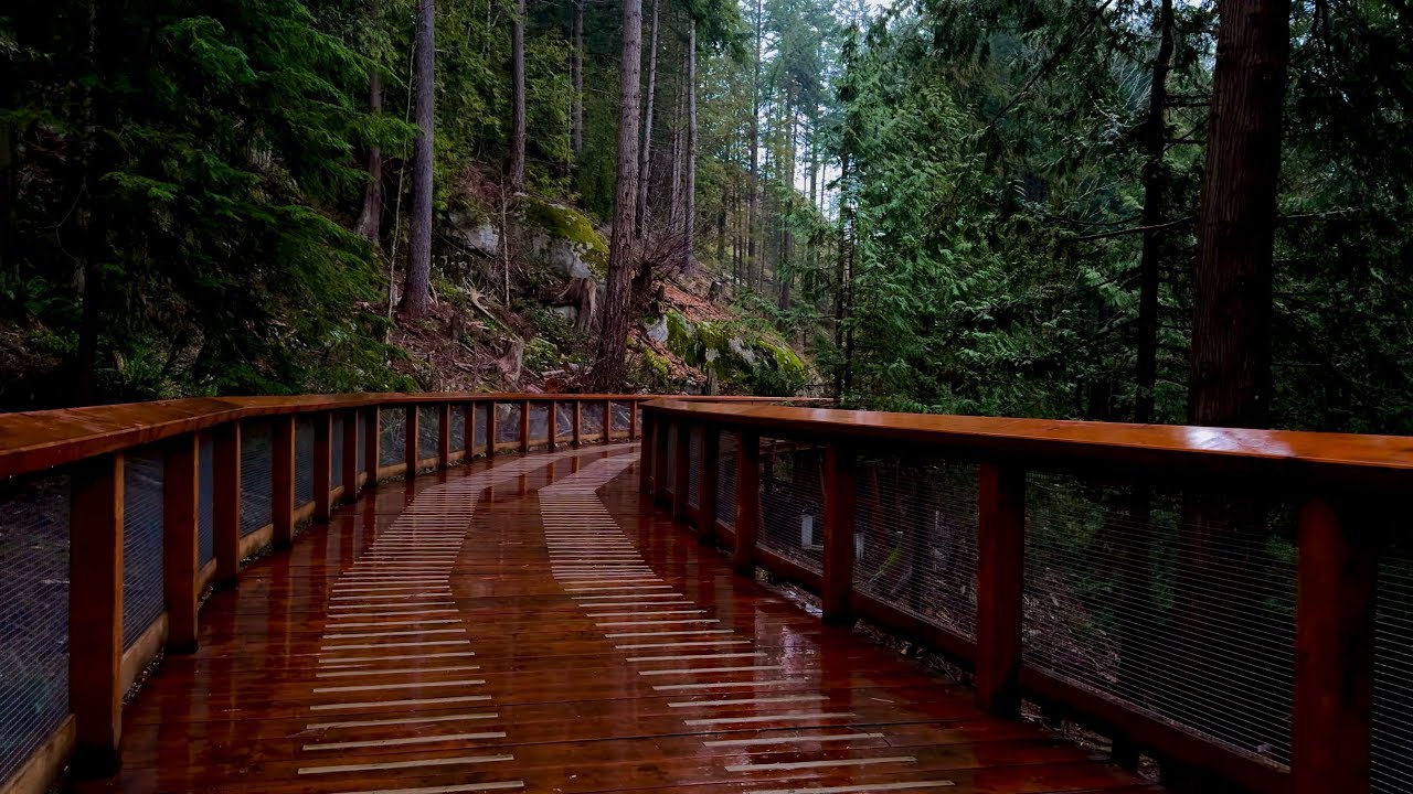 Rainy Forest Walk in Canada | 1 Hour Natural Rain & Forest Sounds (4K)