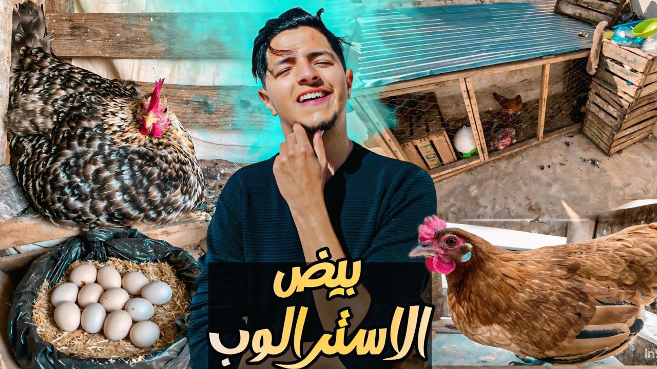شريت بيض الاسترالوب 🐣 إنتاج دجاج الاسترالوب في منزل 🤑