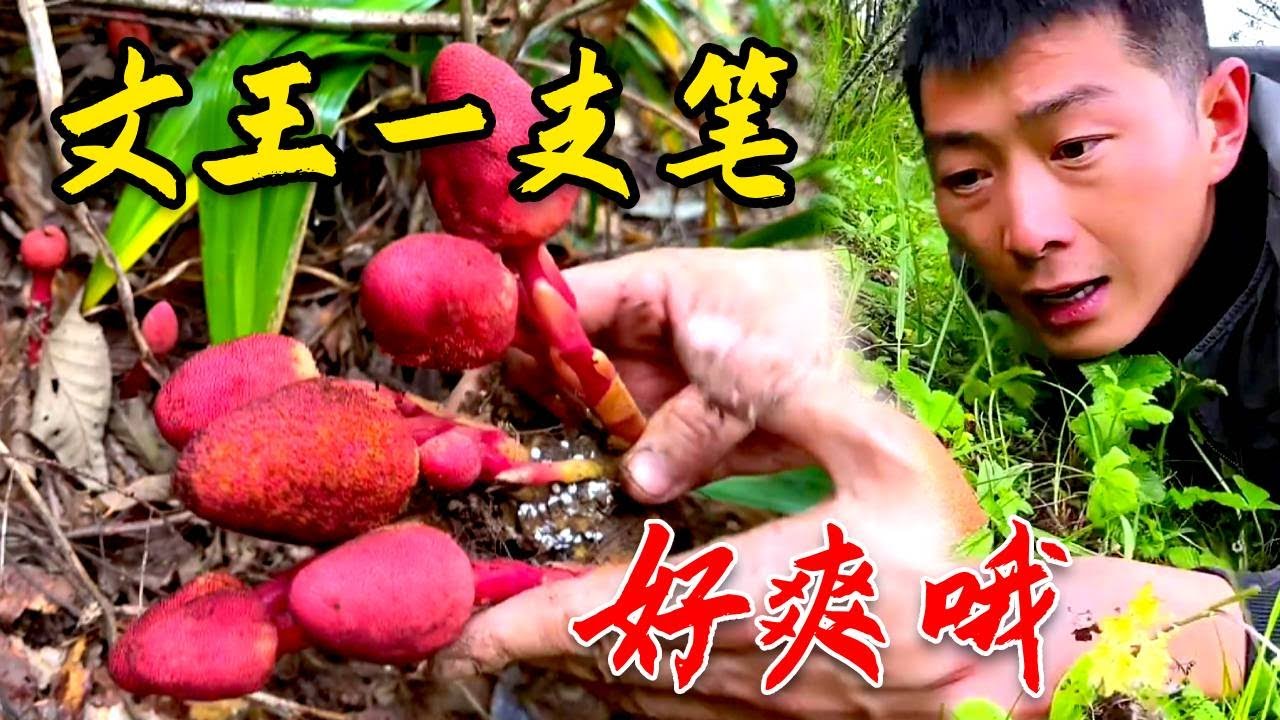 發現了文王一支筆的窩子，你們哪裡叫什麼，有什麼功效知道嗎#川農小韓 #food #美食 #田園生活 #mushroom #户外