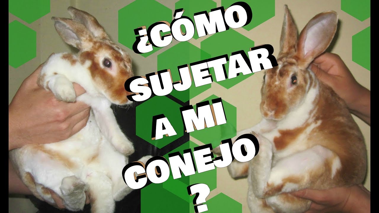 ¿Cómo cargar a un conejo? Les enseño 2 formas de sujetar | Las bestias de George