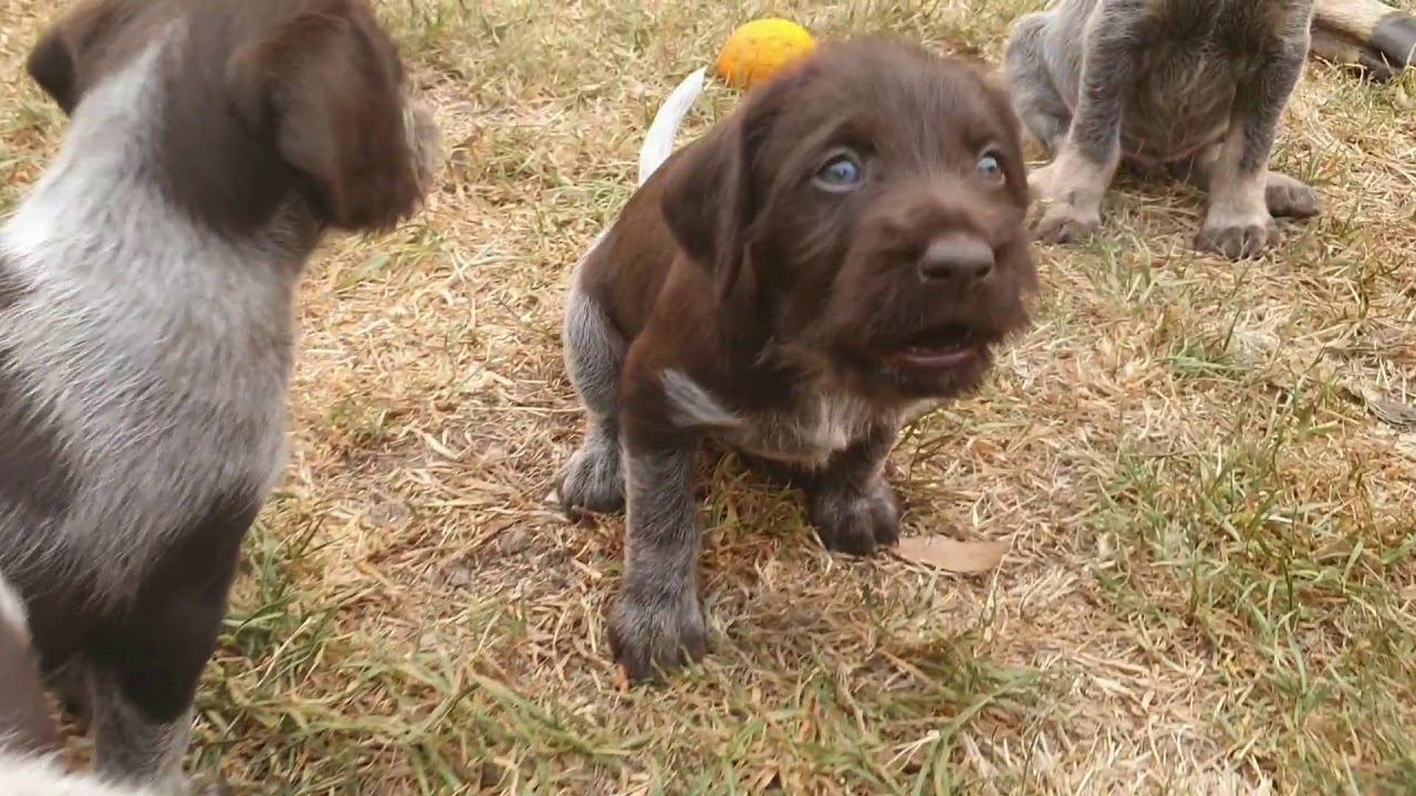 CUTE PUPPIES (German Wirehaired Pointer)