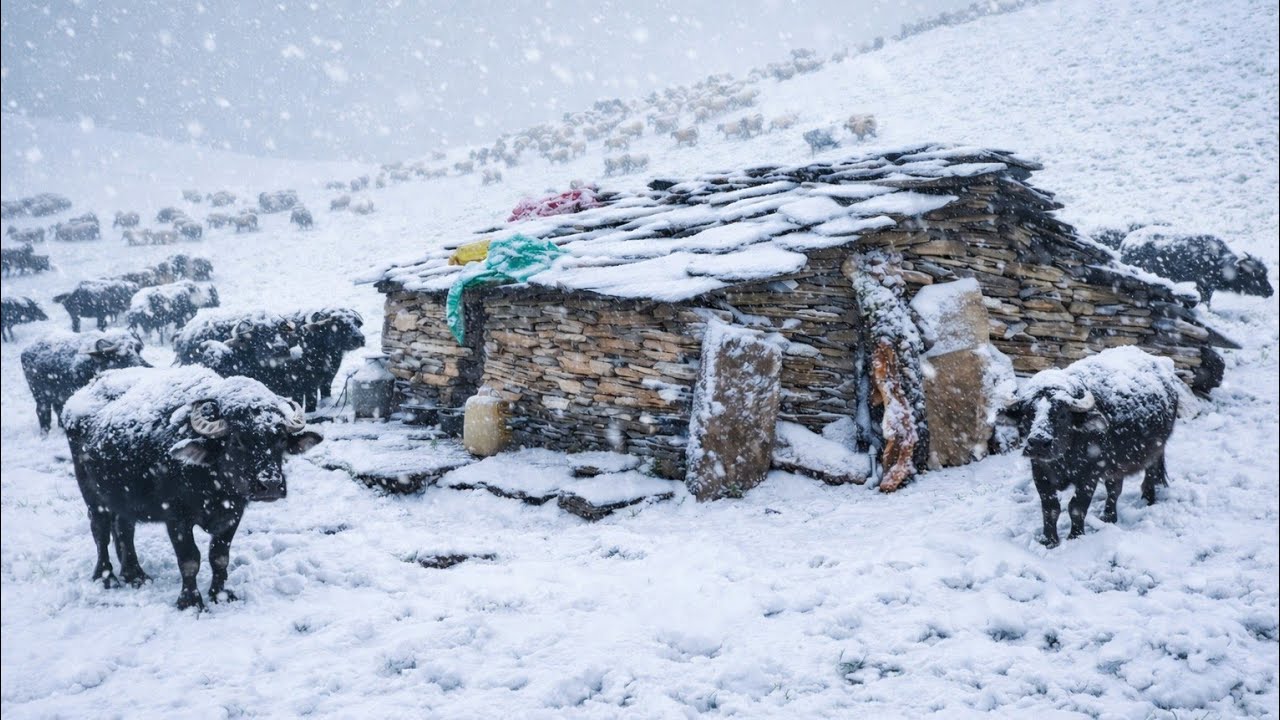 Surviving Shepherd Life in One Of The Coldest Regions Of Nepal |A Snowy Freezing Winter Village intr