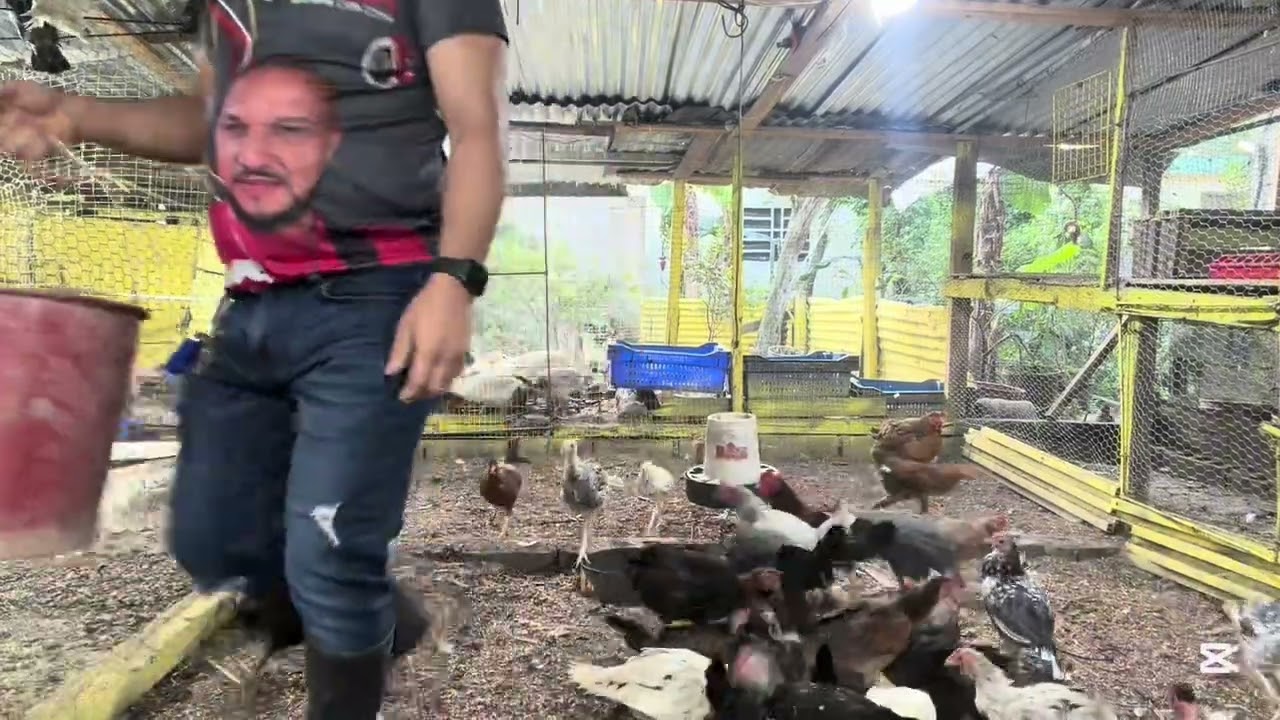 Gallinas de granja , pato de corral