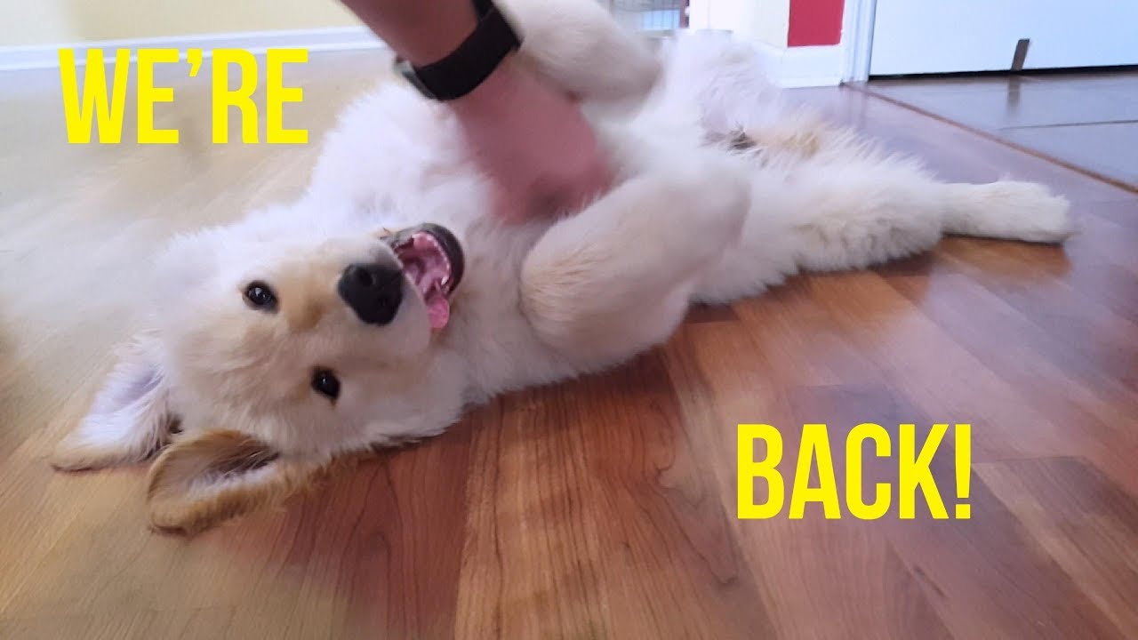WE'RE BACK! | Oshies World