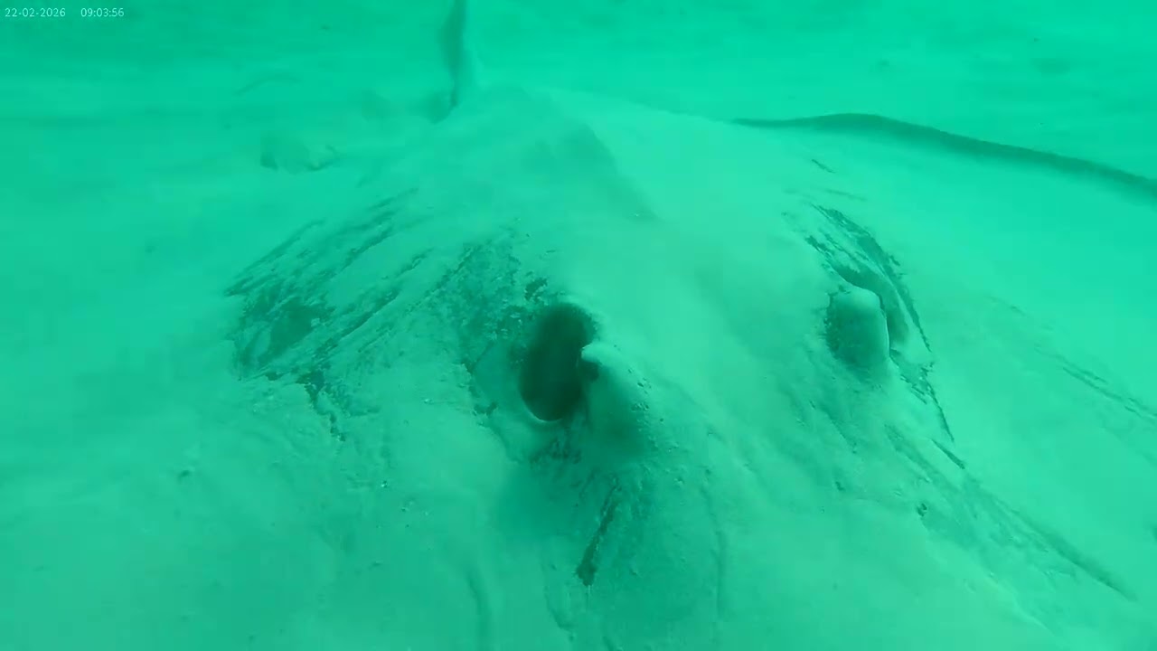 2/21/26 south point jetty snorkeling 