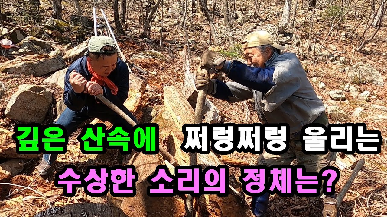 깊은 산속에 쩌렁 쩌렁 울리는 수상한 소리의 정체는?