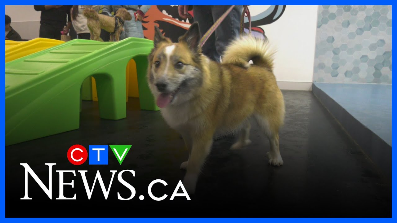 Dog splash park opens at West Edmonton Mall