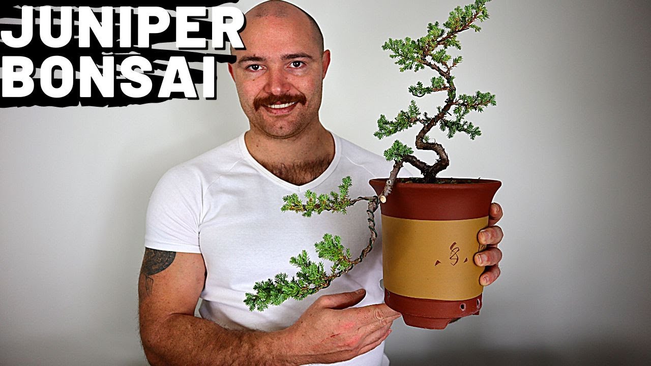 Pruning and Wiring my Japanese Juniper Cascade Bonsai