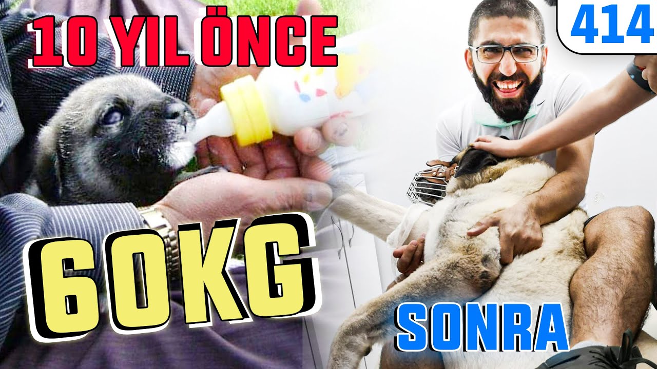 HIRÇIN KANGAL KÖPEĞİ'ne Röntgen Çekimi mi? 60kg Body Kız