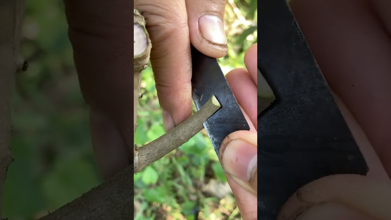 Technique of grafting sweet, crispy guava onto wild guava trees