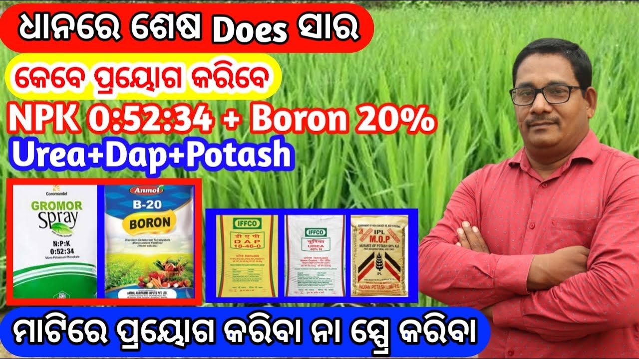 ଧାନ ଫସଲ ରେ ଶେଷ does ସାର Last does Fertilizer for paddy