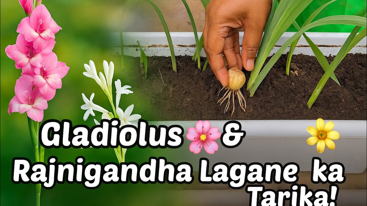 🌸 Gladiolus aur रजनीगंधा ka Paudhe Kaise Lagayein? Step by Step Gardening Guide | Tuberose plant