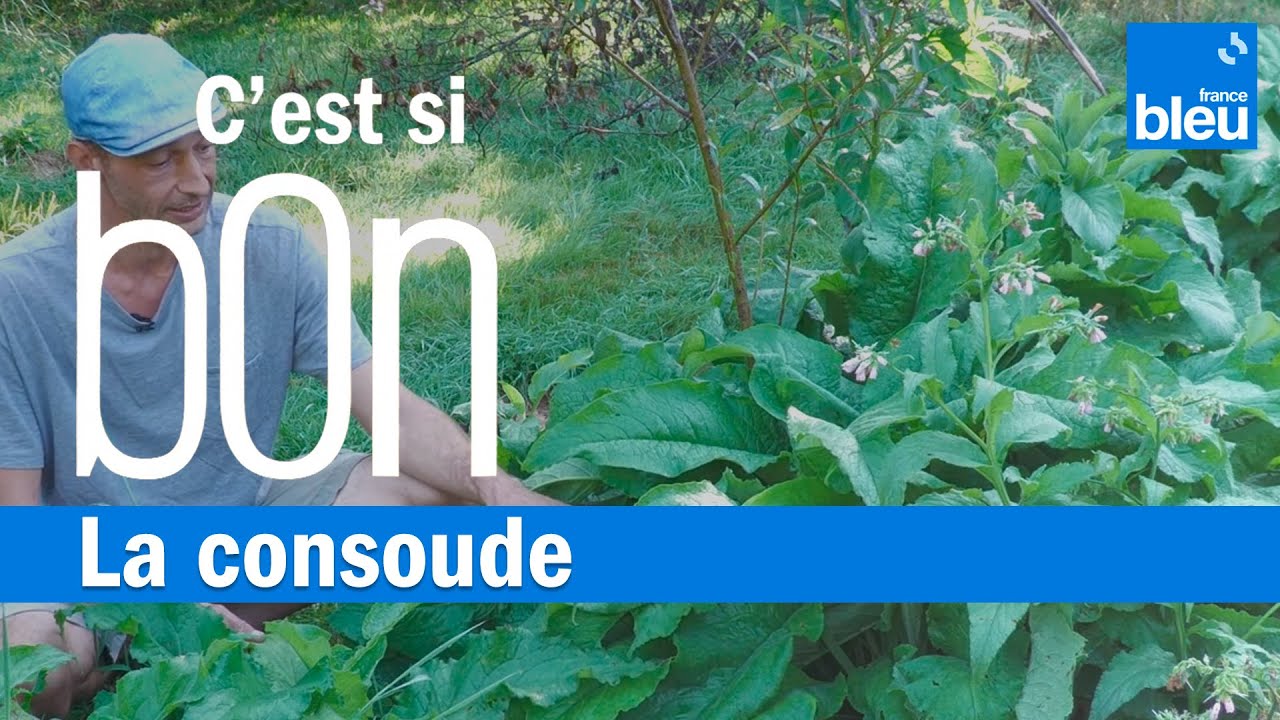 La consoude, une plante aux propriétés étonnantes - C'est si bon