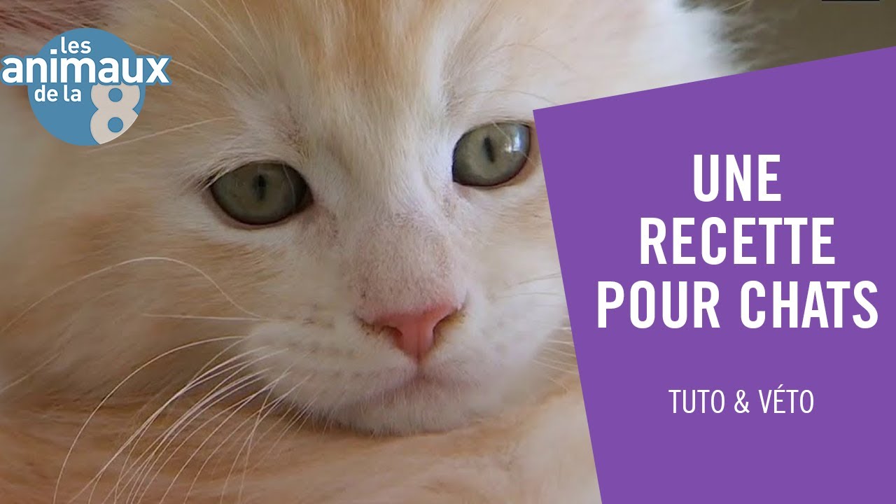 Une recette pour nos amis les chats - Les Animaux de la 8
