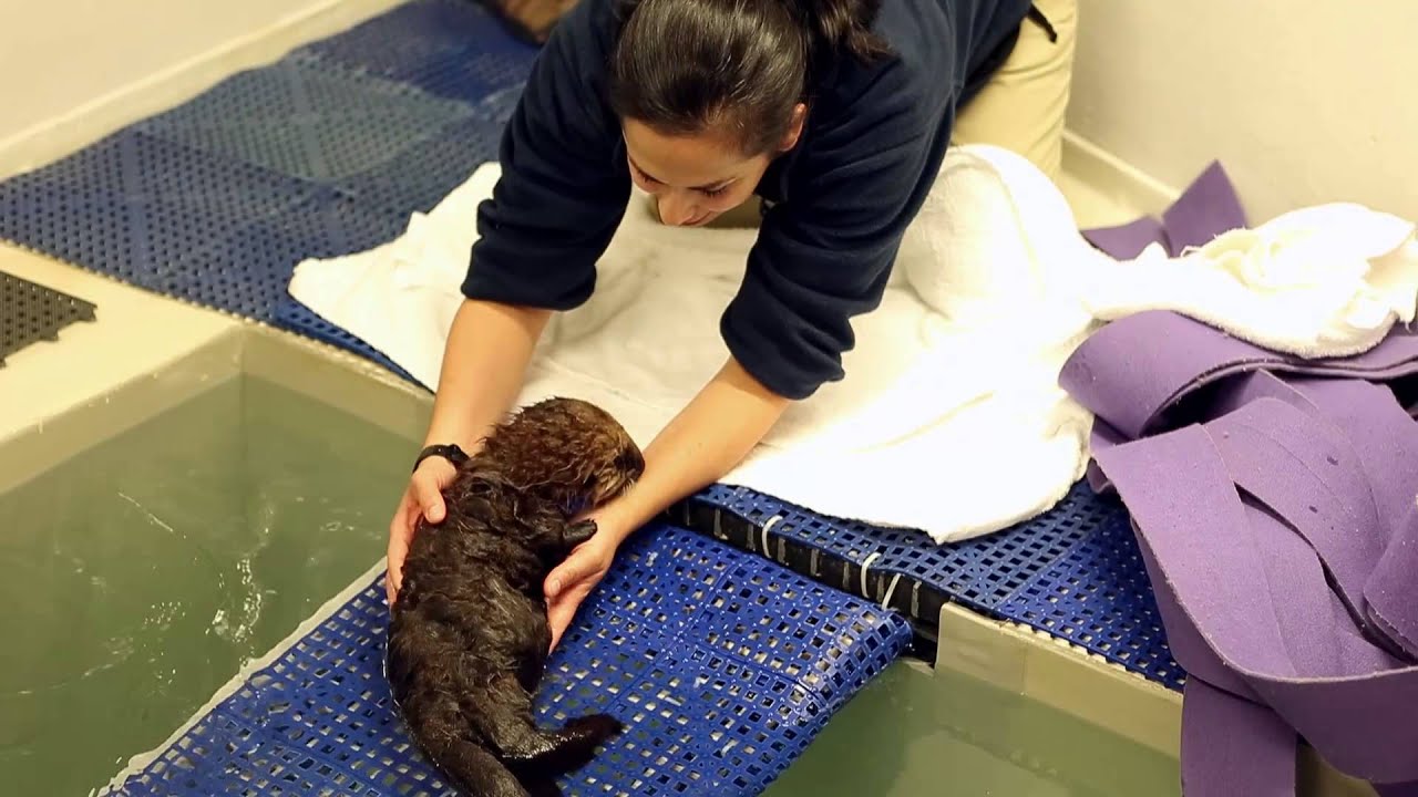 Welcome Pup 681!