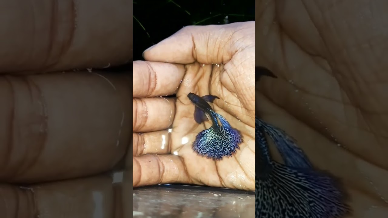 PURPLE BERRY 💟💟 #hyderabad #exoticguppies #fancyguppy #guppies #fish #guppy #sell #breeding #aqua