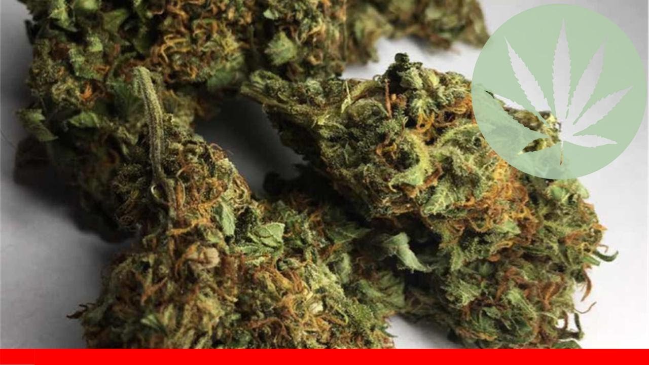 King Tut - All About This Strain
