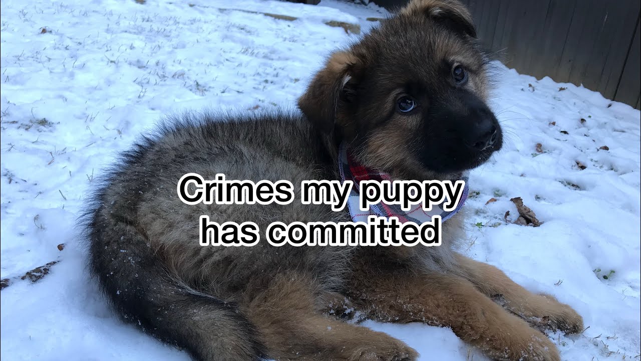 Crimes my German Shepherd puppy has committed
