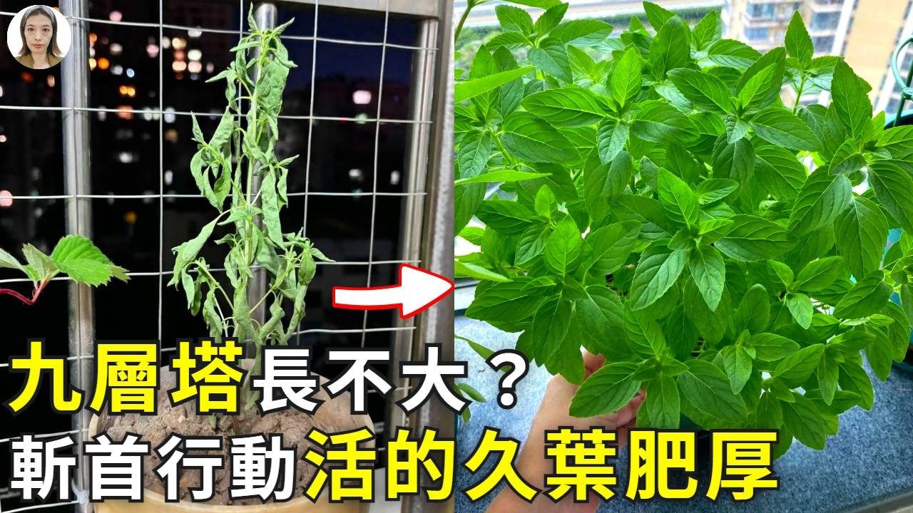 九層塔長不大？易老化？15公分是個生死線，多做1步，養成大葉永動機，隨摘隨抄三杯雞|花花世界