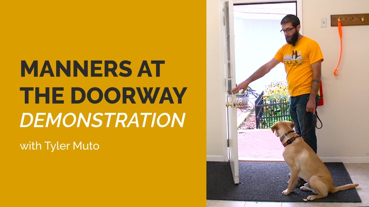 Train Your Dog to Have MANNERS at the Door with Tyler Muto
