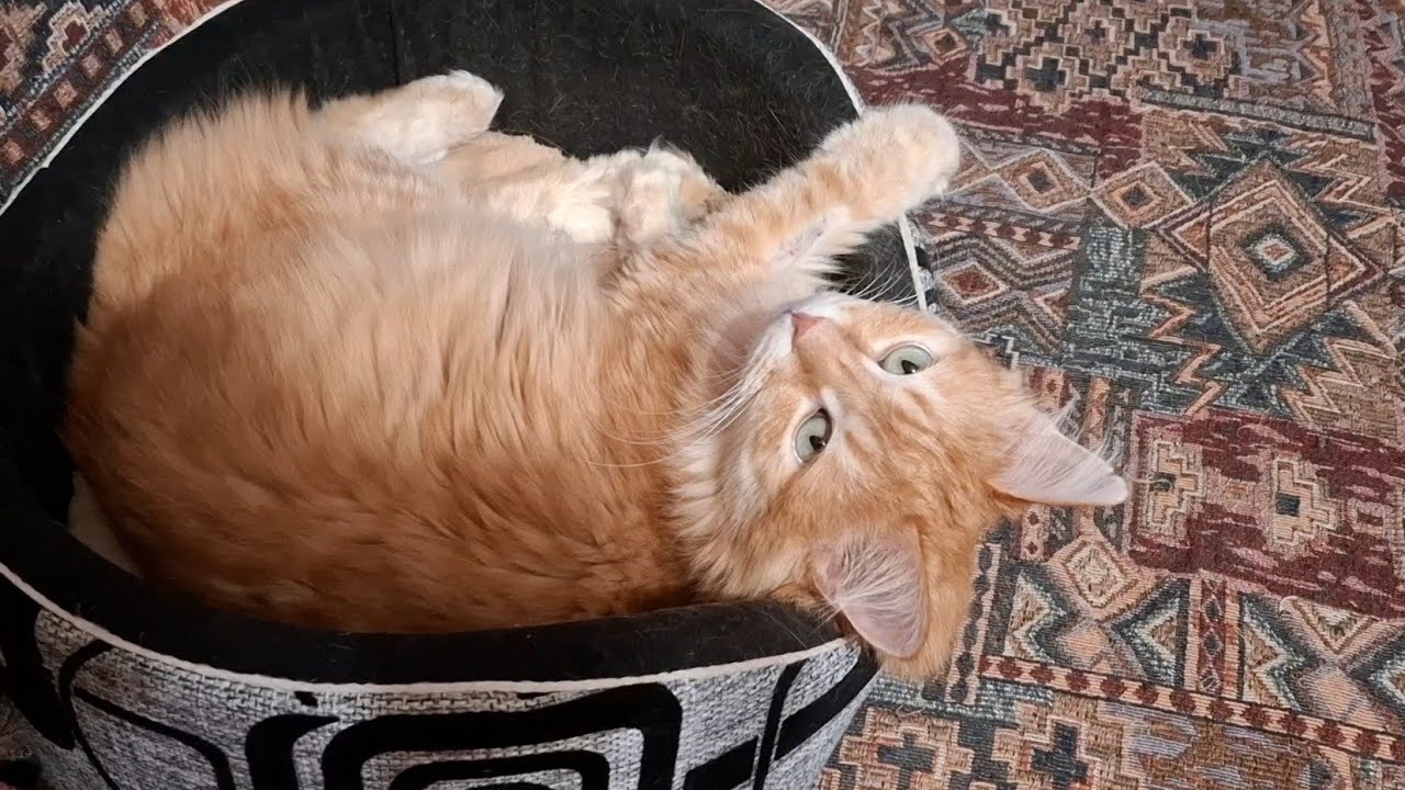 20 января 2026 г. Кошки 🐈‍⬛🐈 Зимние будни ❄️