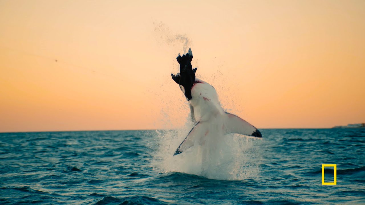 National Geographic "Sharkfest" Promo