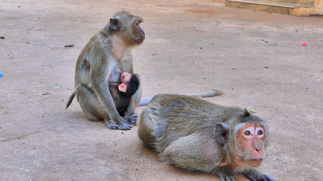 Cute Baby Monkey MANTRA Enjoys Sweet Milk | Calm & Loving Family Moment 🐒💛.